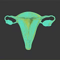 Detailed Anatomical Structure of Female Reproductive System Including Uterus Fallopian Tubes and Ovaries