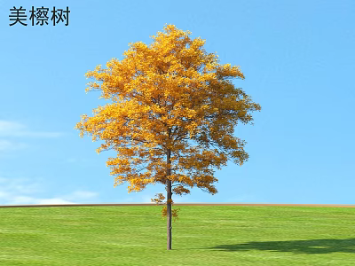 Sassafras Tree With Yellow Autumn Leaves Against Green Grass And Blue Sky 3d model