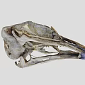 Detailed Avian Skull Skeleton With Natural Bone Texture And Beak Features