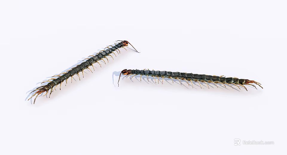 Two Long Bodied Reptile Centipedes With Many Legs On White Background 3d model 