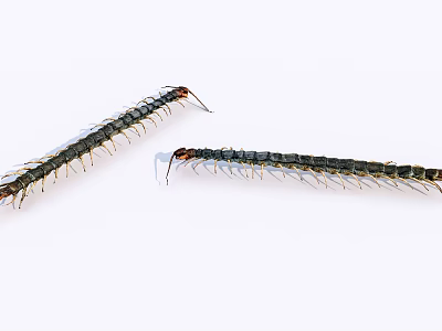 Two Long Bodied Reptile Centipedes With Many Legs On White Background 3d model