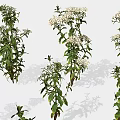 Green Plants With White Flowers In Various Sizes And Different Poses On White Background