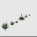 Aloe Plants With Red Flowers In Various Sizes On Black Background With Reflections