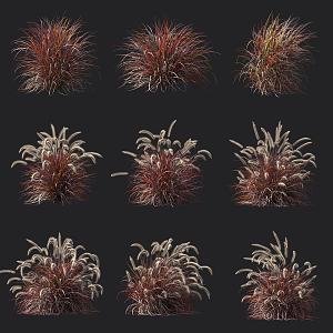 Pennisetum purple ornamental grass shrub 3d model