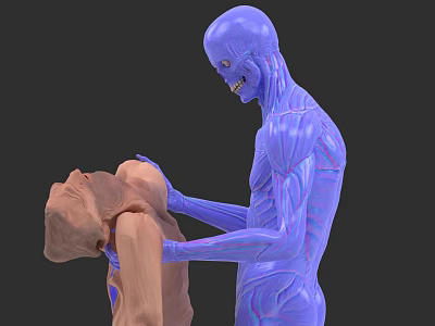 Human Organ System 3D Anatomical Model Demonstrating Muscular Structure Features 3d model