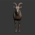 Bighorn Sheep With Curved Horns Brown And White Coat Standing On Black Background With Reflection