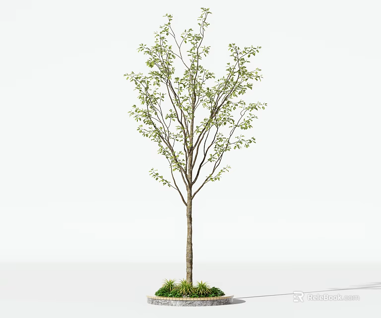 Slender Trunk Arbor with Fresh Green Leaves and Grass Base on White Background 3d model