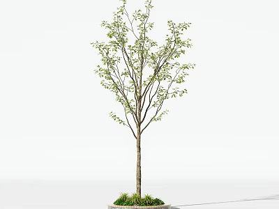 Slender Trunk Arbor with Fresh Green Leaves and Grass Base on White Background 3d model