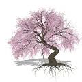 Graceful Tree With Pink Blossoms Twisted Trunk And Exposed Roots