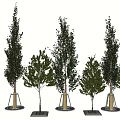 Modern Tree Landscape Tree Greening Trees Poplar Trees 3d model