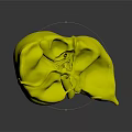 Detailed 3D Model Of Human Brain Anatomical Structure With Colored Components