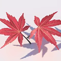 Vibrant Red Maple Leaves With Natural Shape And Shadows On White Background 3d model