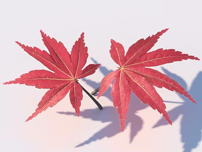 Vibrant Red Maple Leaves With Natural Shape And Shadows On White Background 3d model