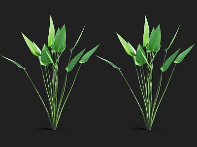 Healthy Aquatic Plants With Green Leaves And Slender Stems In Natural Growth 3d model
