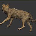 Wolf Model in Standing Pose With Open Mouth and Brown Yellow Fur on Dark Background
