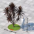 Dragon Blood Tree Arbor With Circular Grass Lawn 1.5 Meters Diameter And 1.8 Meters Height