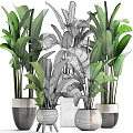 Lush Tropical Potted Plants With Large Green Leaves In Ceramic Silver Pots For Indoor Decor