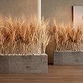 Golden Wheat Grass Potted Plants in Gray Concrete Planters with White Pebbles on Wooden Floor