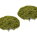 green plant tree 3d model