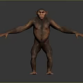 Chimpanzee in Standing Pose With Outstretched Arms on Gray Reflective Floor Background