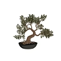 Bonsai Plant With Twisted Trunk Exposed Roots And Lush Green Foliage In Ceramic Pot