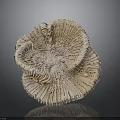 Light Brown Sea Anemone With Ruffled Tentacles On Black Reflective Surface