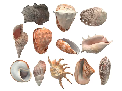 Different Types of Aquatic Animal Shells Featuring Marine Conchs and Snail Shells 3d model