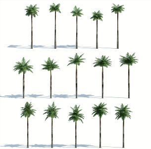 Modern Palm Tree 3d model