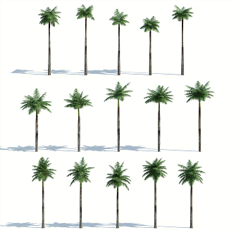 Modern Palm Tree 3d model