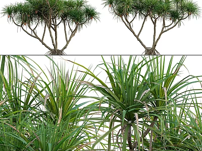 Indoor Ornamental Plant Decor Set With Lush Green Foliage For Home Decoration 3d model