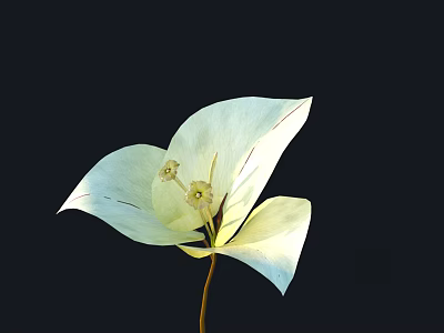 Light Colored Flower With Large Petals And Distinct Veins On Dark Background 3d model