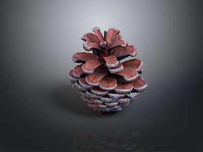 Close Up View Of Natural Pine Cone With Brown Scales And Textured Surface 3d model