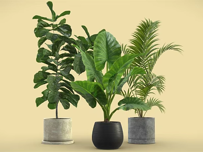 Various Green Leafy Potted Plants In Black And Gray Pots For Indoor Decor 3d model