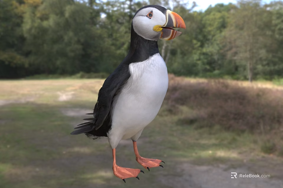 Black And White Puffin Standing In Grassland With Orange Beak And Woodland Background 3d model 