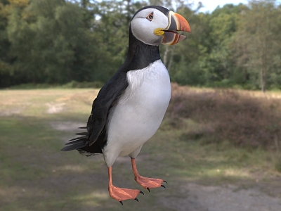 Atlantic puffin birds animals model