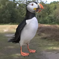 Black And White Puffin Standing In Grassland With Orange Beak And Woodland Background