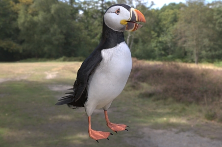 Atlantic puffin birds animals 3d model