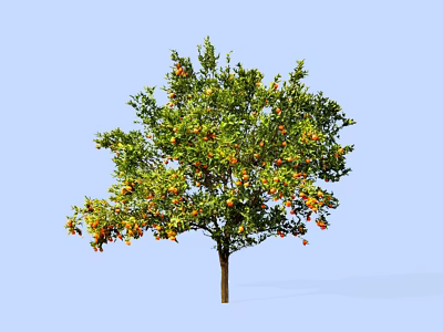 Healthy Lush Green Tree With Abundant Orange Fruits Against Blue Sky 3d model