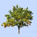 Healthy Lush Green Tree With Abundant Orange Fruits Against Blue Sky