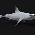 Realistic White Shark Model With Sharp Teeth And Detailed Fins 3d model