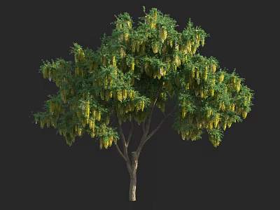 Tall Tree With Green Foliage And Yellow Hanging Flower Clusters 3d model