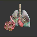 Advanced 3D Medical Device For Lung Anatomy Visualization And Drug Delivery