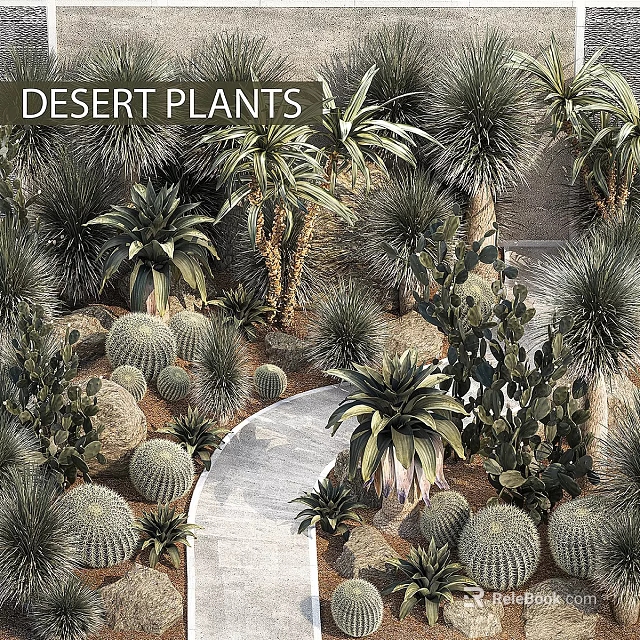 Desert Plants Garden Decor With Cacti Succulents Palm Trees and Stone Pathway 3d model 