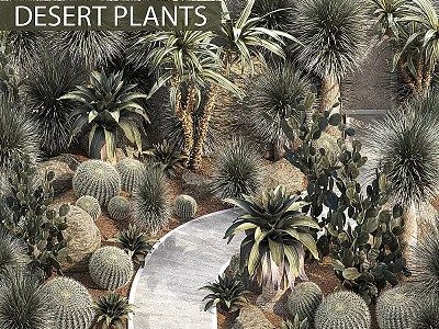 Desert Plants Garden Decor With Cacti Succulents Palm Trees and Stone Pathway 3d model