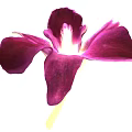 Beautiful Purple Orchid with Vibrant Purple Petals White Center and Green Stem Against Black Background