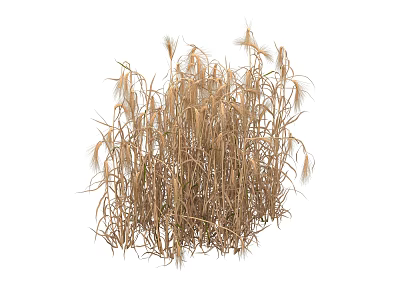 Natural Dried Grass Bunch with Brown Withered Stems and Wheat like Appearance 3d model