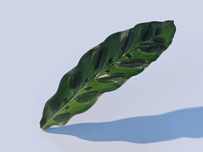 Green Wavy Leaf With Black Spots Shiny Surface On Light Background And Shadow 3d model