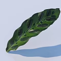 Green Wavy Leaf With Black Spots Shiny Surface On Light Background And Shadow 3d model