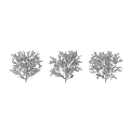 Garden Decor Featuring Small And Large Round Shaped Green Shrubs For Garden Landscaping