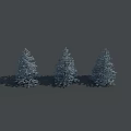 Three Tall Snow Covered Evergreen Coniferous Trees Standing On Gray Background
